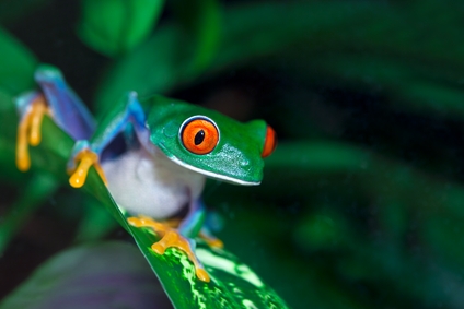 costa rica lit 1 red-eye-tree-frog