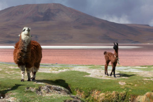 lama bolivia