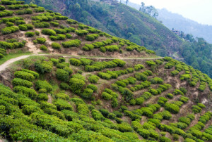 Tea plantations paraguay