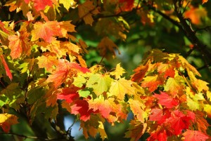 autumn-fall